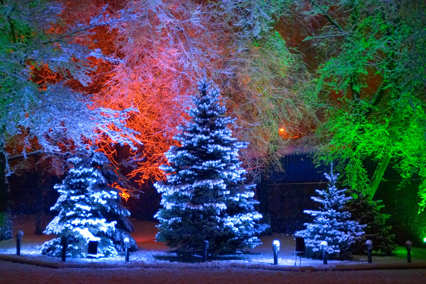 Atmosfera natalizia realizzata con l'uso sapiente delle luci su alberi già esistenti in giardino 