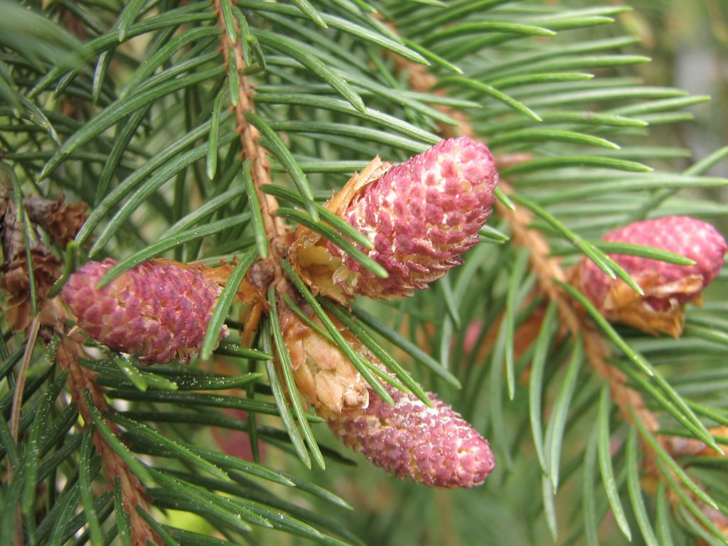 Abete rosso