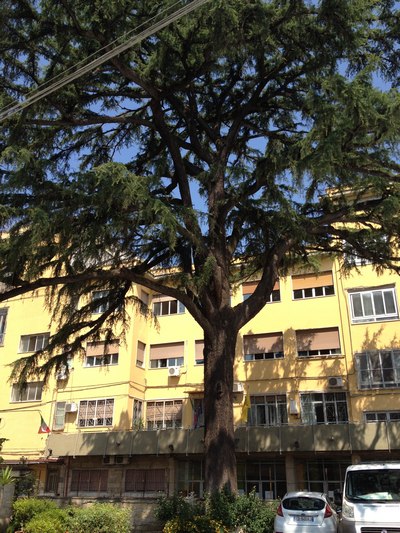 Cedro del Libano, Quartiere Avvocata, Napoli