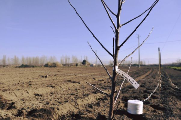 Masseria Ferraioli, bene confiscato alla Camorra, patrimonio del Comune di Afragola 