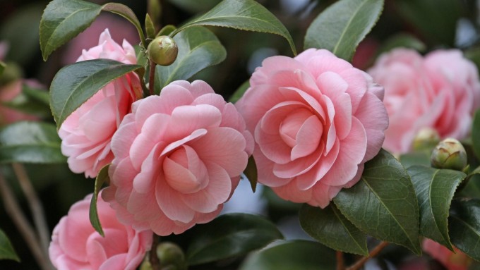 Camelia 