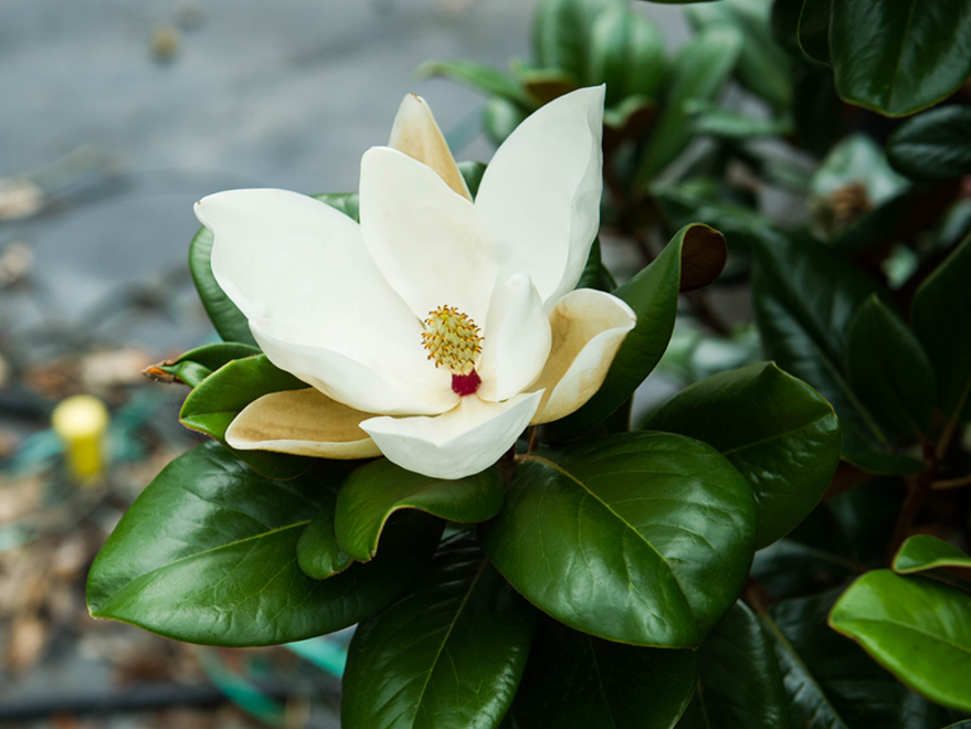 Il fiore della magnolia 