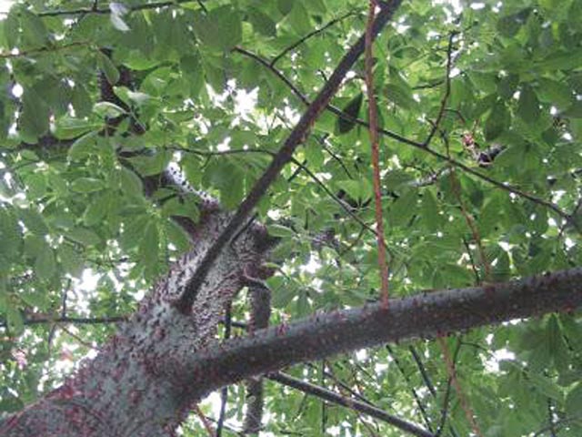 Ceiba Speciosa