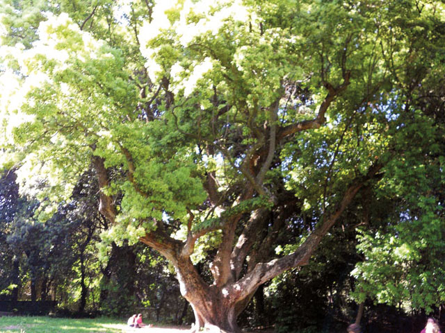 Cinnamomum Camphora