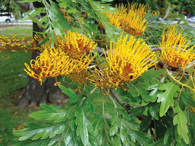 Grevillea Robusta