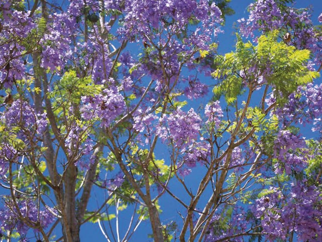 Jacaranda Mimosifolia