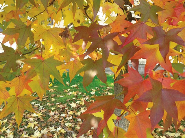 Liquidambar Styraciflua