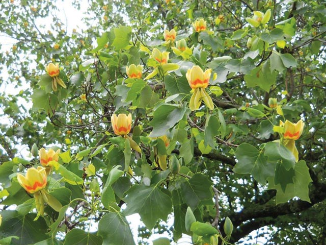 Liriodendron tulipifera