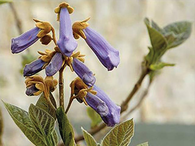 Paulownia Imperialis