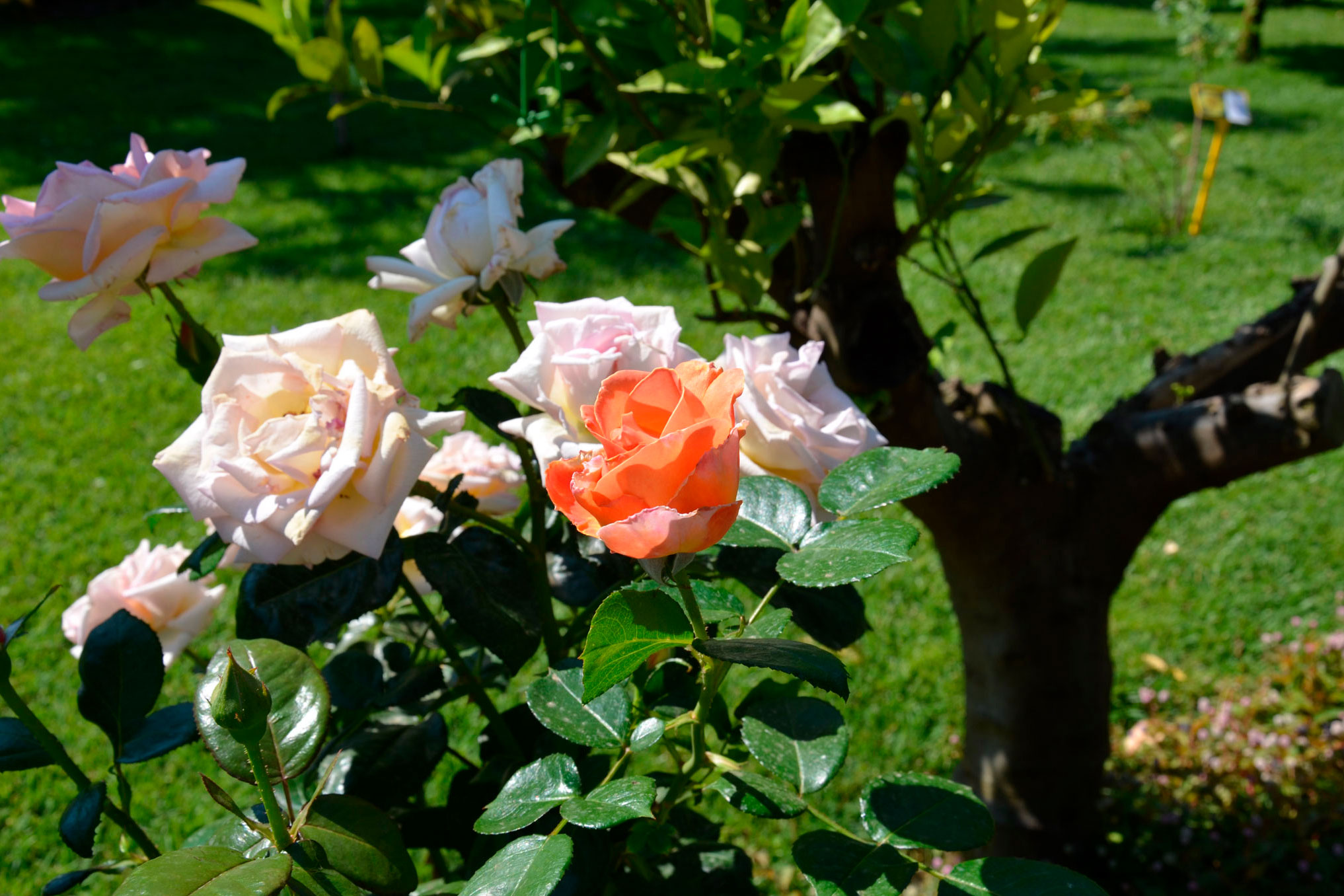 UNICRAFTALE Circa 100 Pz 2 Colori Infinity Links Connettori 304 In Acciaio Inox Link Charms Cerchio Cornici Link Gioielli Per Braccialetti Fai Da Te Collane Creazione Di Gioielli