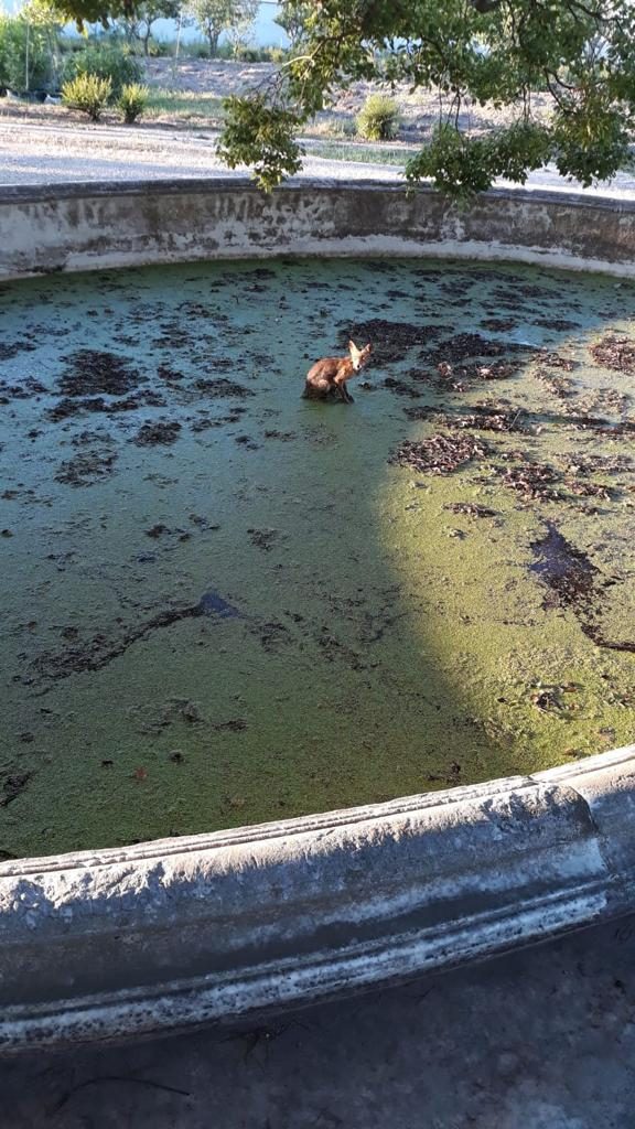 La volpe caduta nella vasca del canforo monumentale 