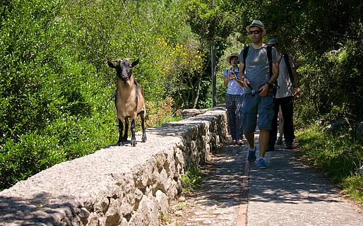 Capretta caprese del Parco Astarita 