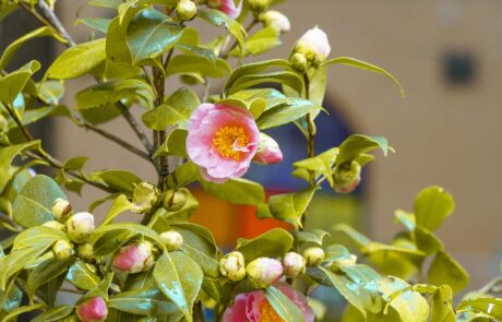 Camelia, gli alberi del giardino dell'Accademia