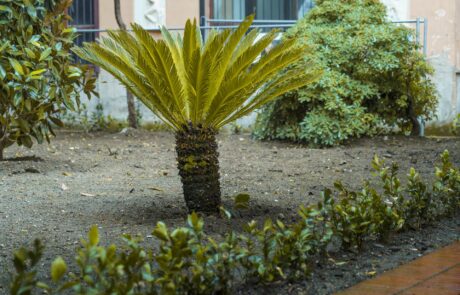 Cicas palma di Sagro, gli alberi del giardino dell'Accademia