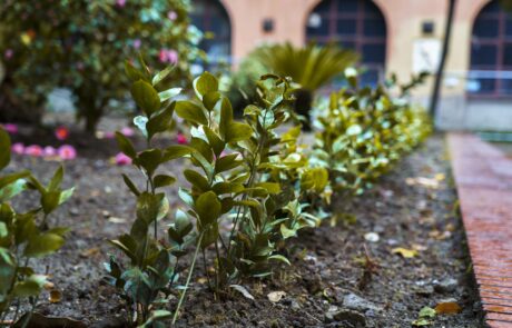 Gli alberi del giardino dell'Accademia, foto 11