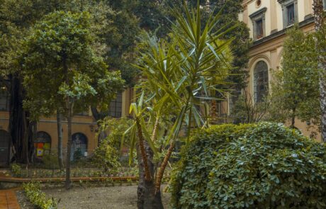 Gli alberi del giardino dell'Accademia, foto 23