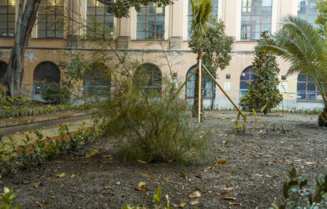 Gli alberi del giardino dell'Accademia, foto 25