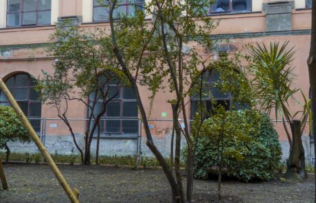 Gli alberi del giardino dell'Accademia, foto 3