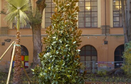 Magnolia, gli alberi del giardino dell'Accademia