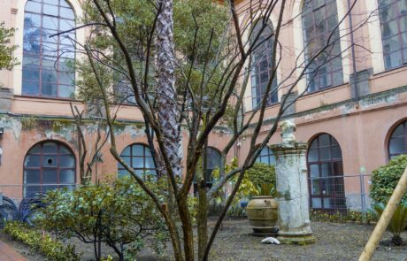 Melograno, gli alberi del giardino dell'Accademia
