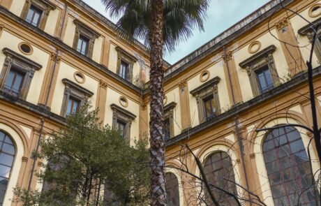 Palma americana, gli alberi del giardino dell'Accademia