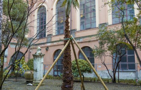 Palma delle Canarie Fenix (foto 2), gli alberi del giardino dell'Accademia