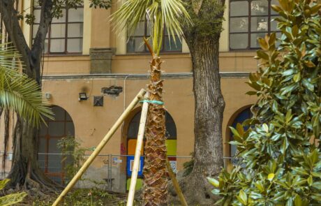 Palma delle Canarie Fenix, gli alberi del giardino dell'Accademia