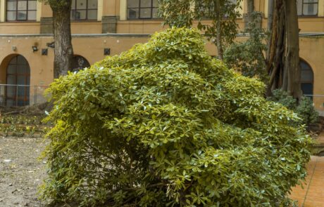 Pittosporo nano, gli alberi del giardino dell'Accademia