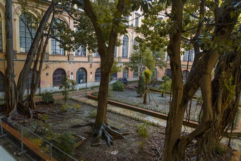 Alberi monumentali, Accademia delle Belle Arti Napoli