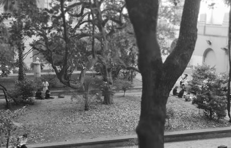 La Magnolia nel giardino dell’Accademia