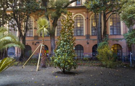 Giovane esemplare di Magnolia piantata nel 2022 in seguito al restauro del giardino