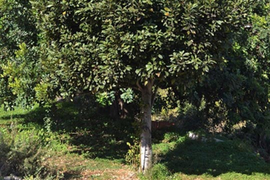 Alloro