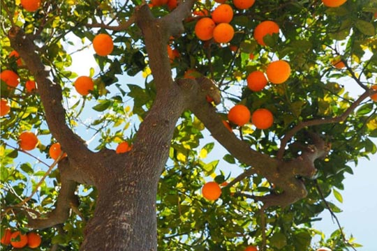 Arancio amaro