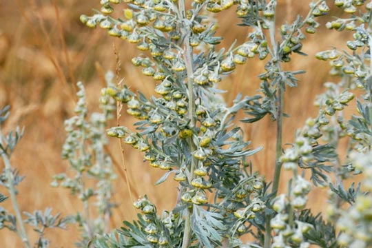 Artemisia