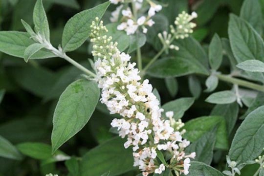 Buddleja davidii