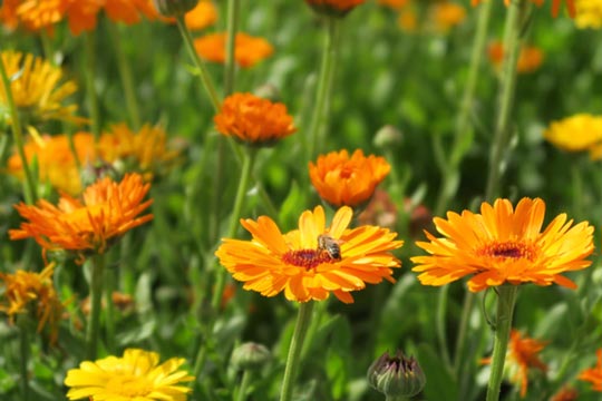 Calendula