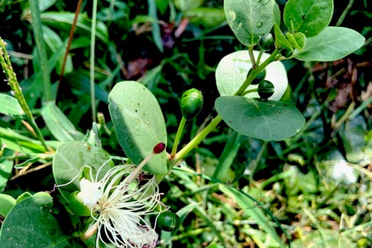Cappero (Capparis spinosa)
