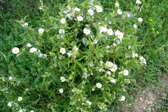 Cisto