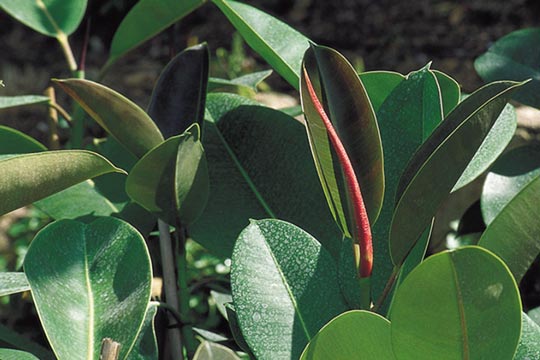 Ficus elastica