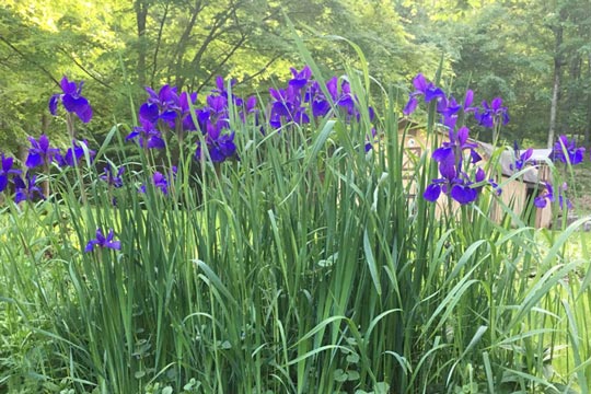 Iris