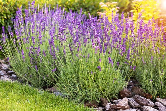 Lavanda
