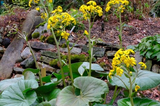Ligularia