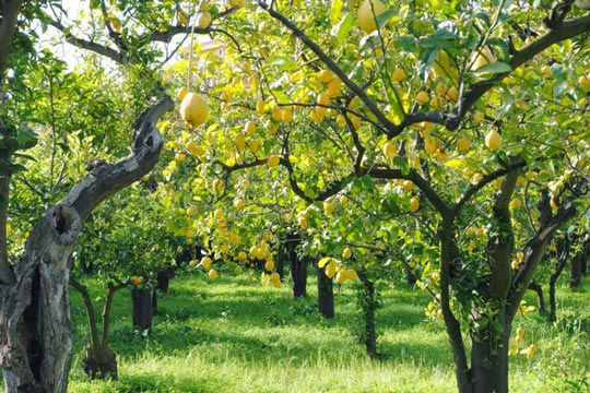 Limone