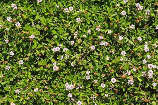 Lippia