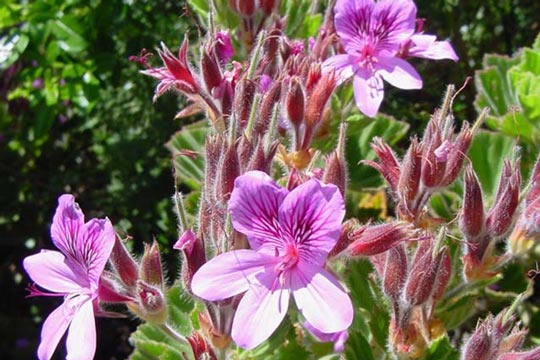 Pelargonium cucullatum
