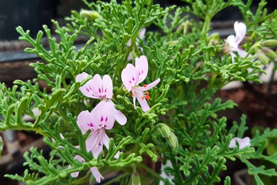 Pelargonium cucullatum