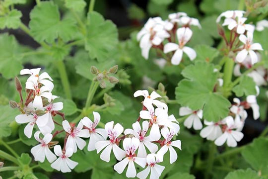 Pelargonium fragrans