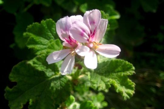 Pelargonium panduriforme