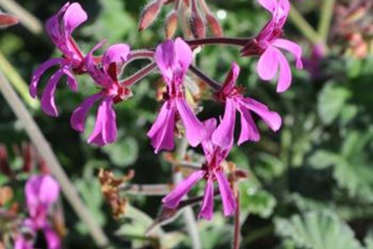 Pelargonium reniforme