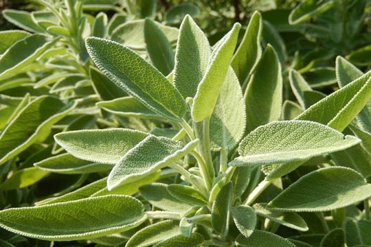 Salvia